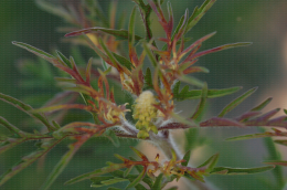 Ambroisie à feuilles d'armoise, début d'inflorescence
